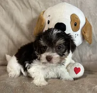 Streak, a male Yorkshire Terrier for sale in Bellevue, NE – 4 of 6