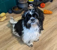 Snookums, a female Shih Tzu for sale in Bellevue, NE – 6 of 6