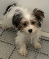 Dolly's Litter, a  Yorkshire Terrier for sale in Bellevue, NE – 3 of 10