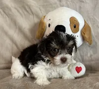 Streak, a male Yorkshire Terrier for sale in Bellevue, NE – 6 of 6