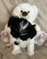 Ziggy, a female Yorkshire Terrier for sale in Bellevue, NE – 6 of 8