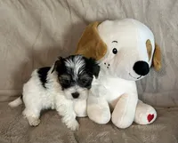 Raider, a male Yorkshire Terrier for sale in Bellevue, NE – 5 of 7