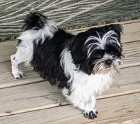 Snookums, a female Shih Tzu for sale in Bellevue, NE – 5 of 6