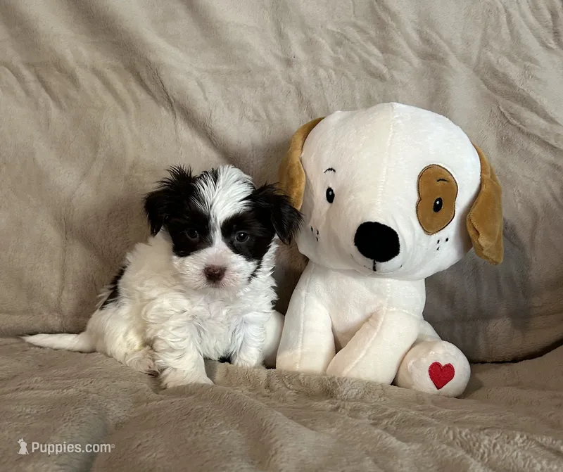Boomer – Yorkshire Terrier puppy for sale in Bellevue, NE