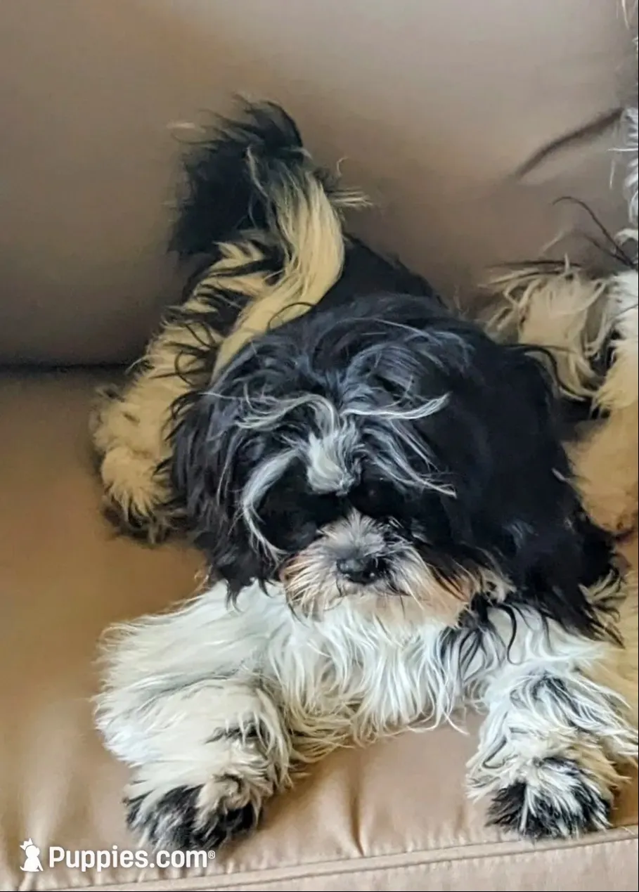 Snookums, a female Shih Tzu for sale in Bellevue, NE – 2 of 6