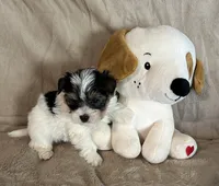 Raider, a male Yorkshire Terrier for sale in Bellevue, NE – 7 of 7