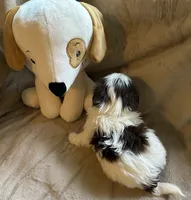 Captain Hook, a male Yorkshire Terrier for sale in Bellevue, NE – 3 of 6