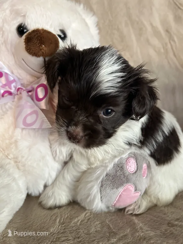 Dots – Yorkshire Terrier puppy for sale in Bellevue, NE