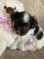 Dots, a female Yorkshire Terrier for sale in Bellevue, NE – 1 of 6