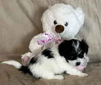 Ziggy, a female Yorkshire Terrier for sale in Bellevue, NE – 2 of 8
