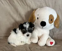 Raider, a male Yorkshire Terrier for sale in Bellevue, NE – 4 of 7