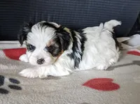 Sophie, a female Yorkshire Terrier for sale in Bellevue, NE – 2 of 3