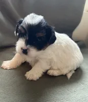 Ringo, a male Yorkshire Terrier for sale in Bellevue, NE – Photo 6 of 7