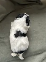 Ringo, a male Yorkshire Terrier for sale in Bellevue, NE – Photo 2 of 7