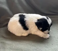 Ringo, a male Yorkshire Terrier for sale in Bellevue, NE – Photo 3 of 7