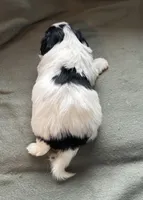 Ringo, a male Yorkshire Terrier for sale in Bellevue, NE – Photo 7 of 7