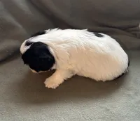 Ringo, a male Yorkshire Terrier for sale in Bellevue, NE – Photo 5 of 7