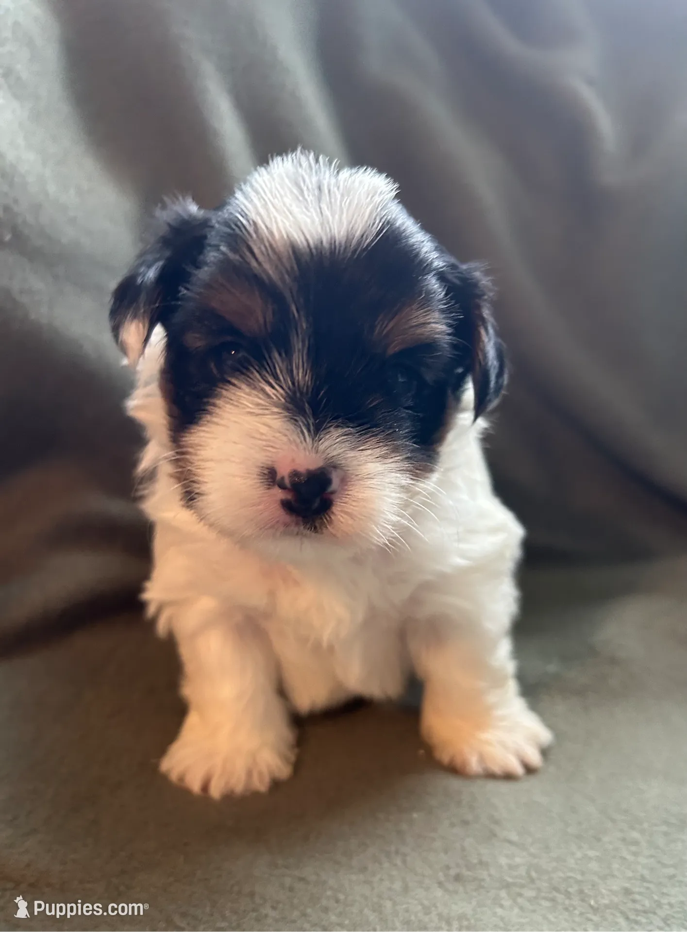 Ringo, a male Yorkshire Terrier for sale in Bellevue, NE – Photo 4 of 7