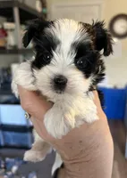 Smarty, a male Yorkshire Terrier for sale in Bellevue, NE – Photo 1 of 4