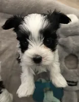 Smarty, a male Yorkshire Terrier for sale in Bellevue, NE – Photo 2 of 4