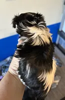 Smarty, a male Yorkshire Terrier for sale in Bellevue, NE – Photo 3 of 4