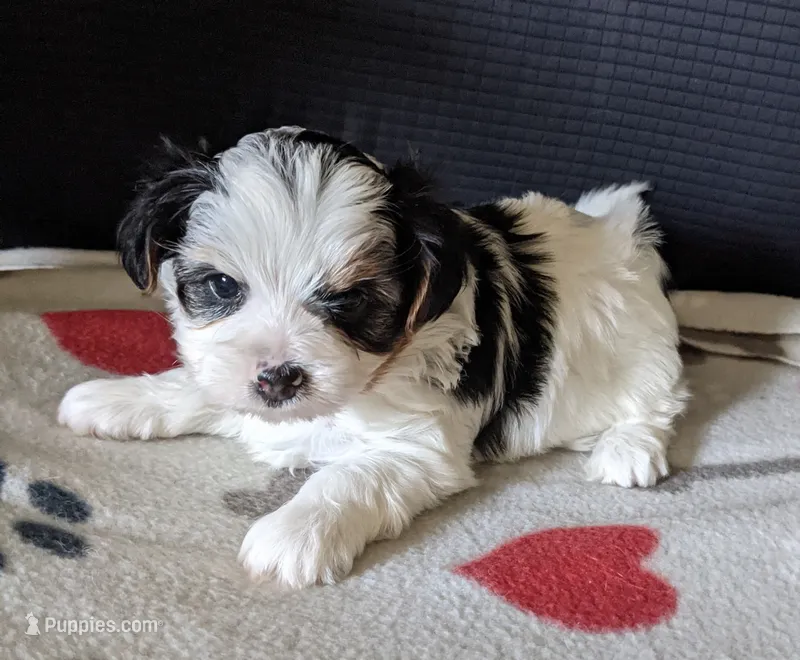 Sophie – Yorkshire Terrier puppy for sale in Bellevue, NE