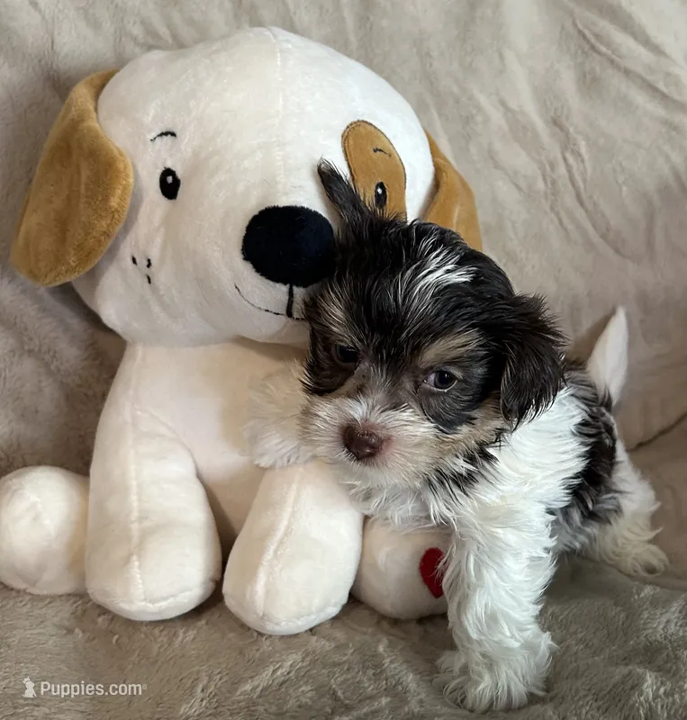 Streak – Yorkshire Terrier puppy for sale in Bellevue, NE