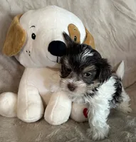 Streak, a male Yorkshire Terrier for sale in Bellevue, NE – 1 of 6