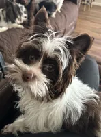 Dolly's Litter, a  Yorkshire Terrier for sale in Bellevue, NE – 8 of 10