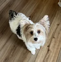 Dolly's Litter, a  Yorkshire Terrier for sale in Bellevue, NE – 2 of 10