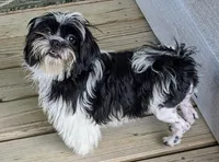 Snookums, a female Shih Tzu for sale in Bellevue, NE – 4 of 6