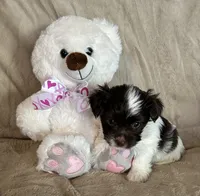 Dots, a female Yorkshire Terrier for sale in Bellevue, NE – 6 of 6