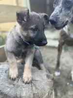 Ody, a male German Shepherd Dog for sale in Columbus, OH – 2 of 5