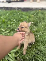 Leonardo, a male Pomchi for sale in Columbus, OH – 6 of 6