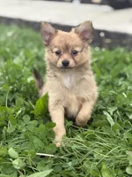 Leonardo, a male Pomchi for sale in Columbus, OH – 1 of 6