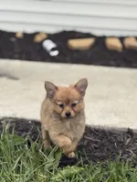 Leonardo, a male Pomchi for sale in Columbus, OH – 3 of 6