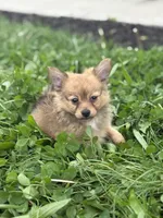 Leonardo, a male Pomchi for sale in Columbus, OH – 5 of 6