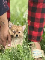 Leonardo, a male Pomchi for sale in Columbus, OH – 4 of 6