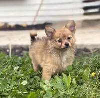 Leonardo, a male Pomchi for sale in Columbus, OH – 2 of 6