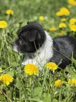 Jasper, a male Pomchi for sale in Columbus, OH – Photo 2 of 6