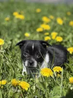 Jasper, a male Pomchi for sale in Columbus, OH – Photo 3 of 6