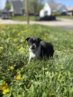 Jasper, a male Pomchi for sale in Columbus, OH – Photo 6 of 6