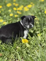 Jasper, a male Pomchi for sale in Columbus, OH – Photo 5 of 6