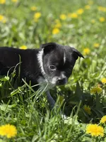 Jasper, a male Pomchi for sale in Columbus, OH – Photo 4 of 6