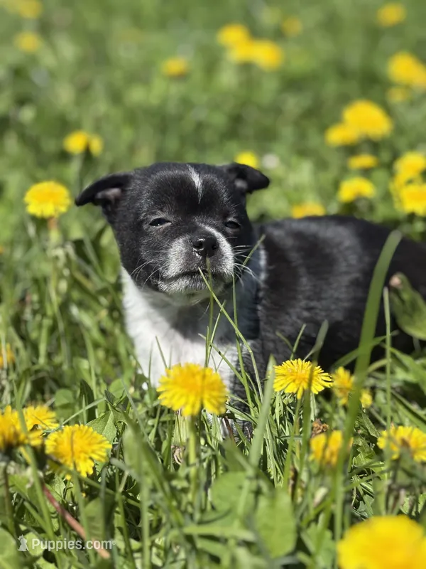Jasper – Pomchi puppy for sale in Columbus, OH