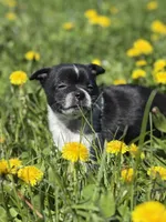 Jasper, a male Pomchi for sale in Columbus, OH – Photo 1 of 6