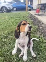 bagel, a male Beagle for sale in Columbus, OH – 5 of 5