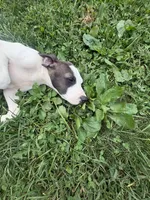 Circe, a female American Staffordshire Terrier and American Pit Bull Terrier for sale in Columbus, OH – 2 of 4
