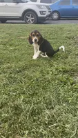 bagel, a male Beagle for sale in Columbus, OH – 2 of 5