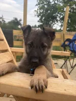 Ody, a male German Shepherd Dog for sale in Columbus, OH – 3 of 5